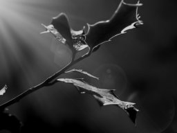 leaves in sunlight